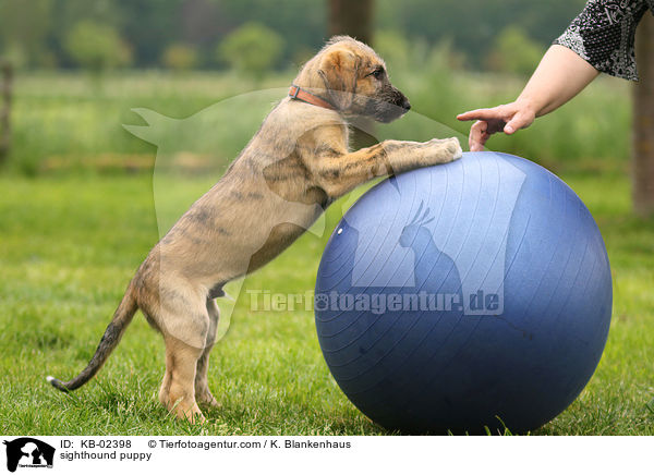 sighthound puppy / KB-02398