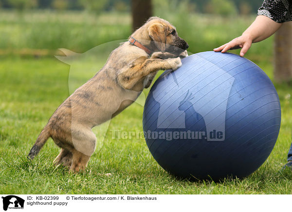 sighthound puppy / KB-02399