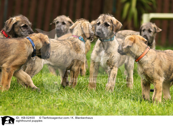 sighthound puppies / KB-02400