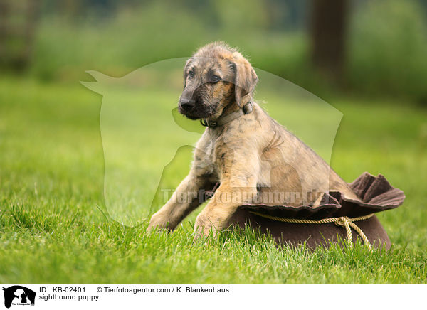 sighthound puppy / KB-02401