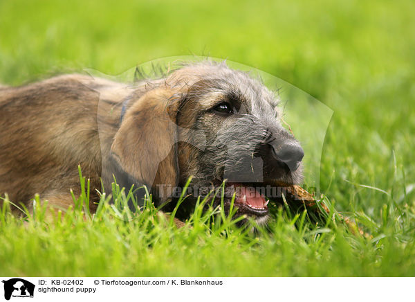 sighthound puppy / KB-02402