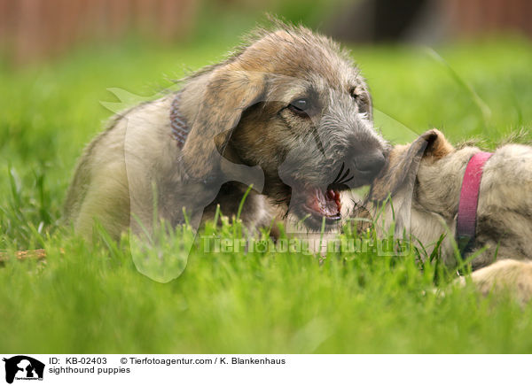 sighthound puppies / KB-02403