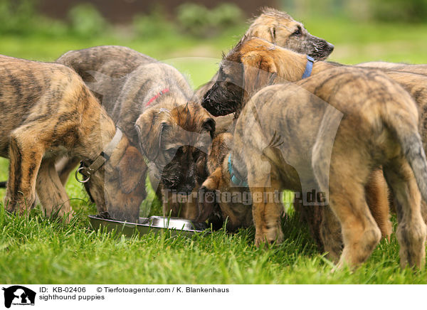 sighthound puppies / KB-02406