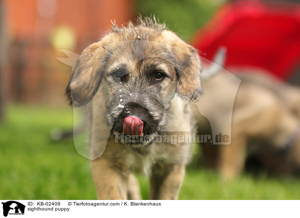 sighthound puppy / KB-02409
