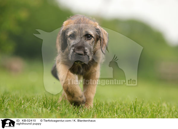 sighthound puppy / KB-02410