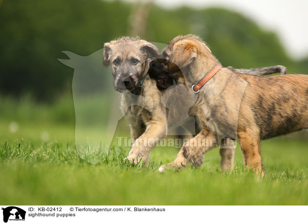 sighthound puppies / KB-02412