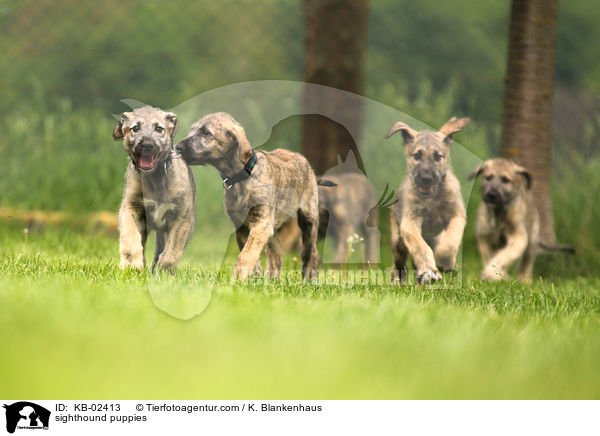 sighthound puppies / KB-02413
