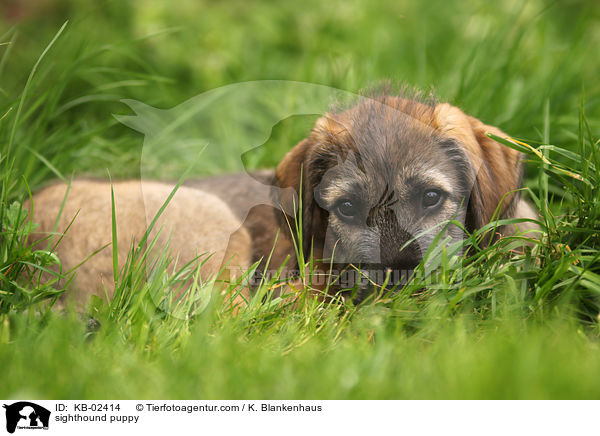 sighthound puppy / KB-02414