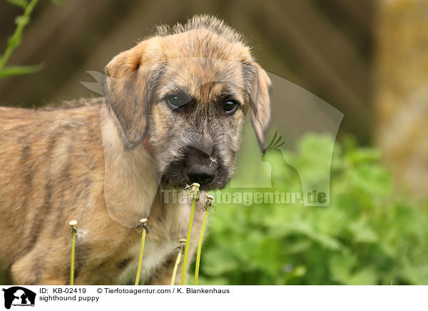 sighthound puppy / KB-02419