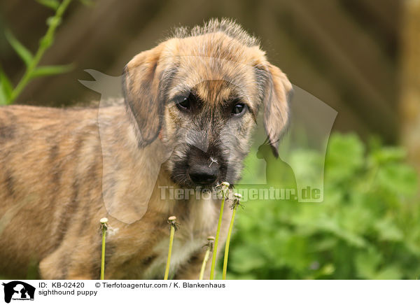 sighthound puppy / KB-02420