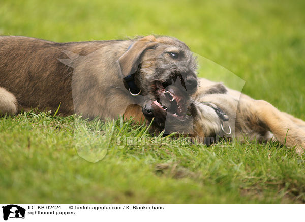 sighthound puppies / KB-02424
