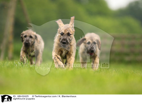 sighthound puppies / KB-02425