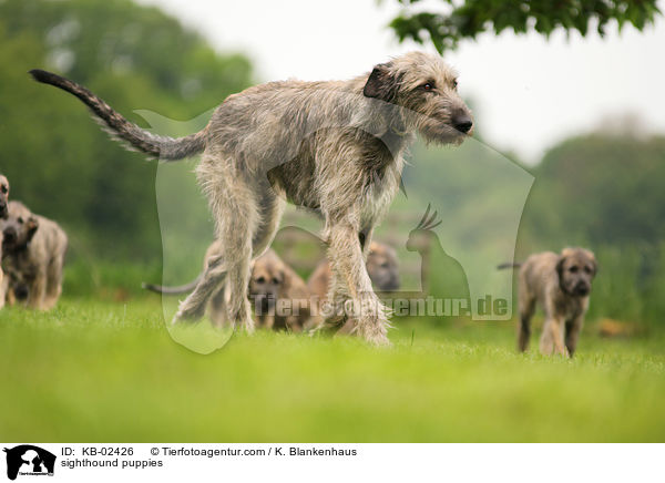 sighthound puppies / KB-02426