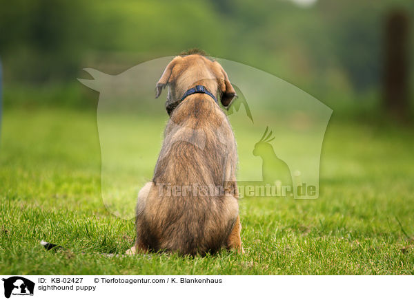 sighthound puppy / KB-02427