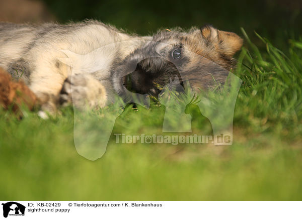 sighthound puppy / KB-02429