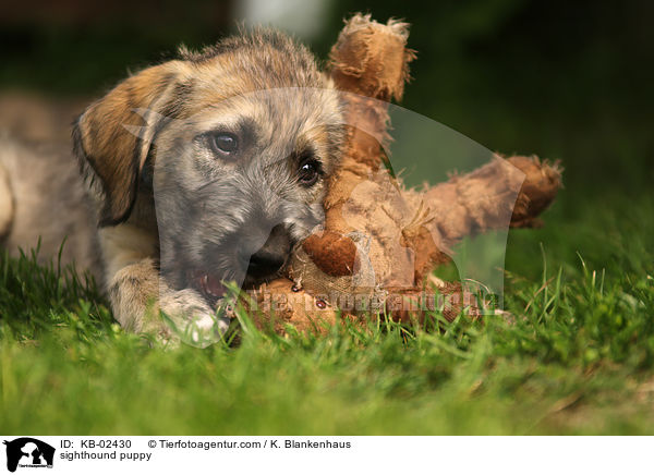 sighthound puppy / KB-02430