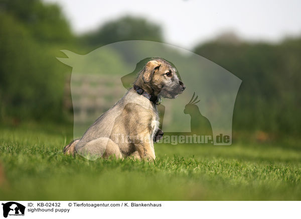 sighthound puppy / KB-02432