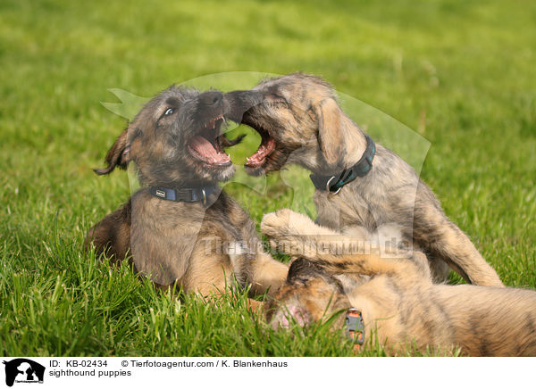sighthound puppies / KB-02434