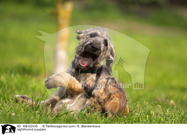 sighthound puppies / KB-02435