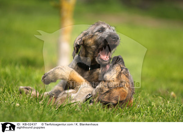sighthound puppies / KB-02437