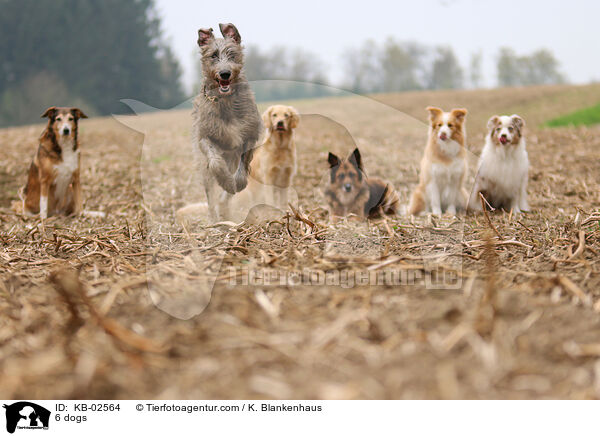 6 dogs / KB-02564