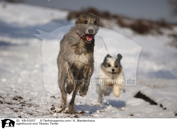 sighthound and Tibetan Terrier / KB-03057