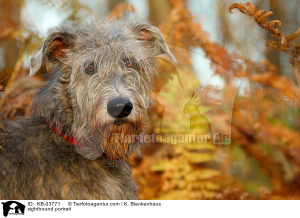 sighthound portrait / KB-03771