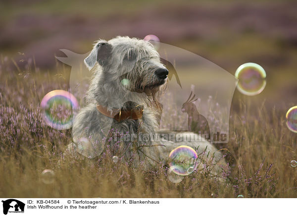 Irish Wolfhound in the heather / KB-04584