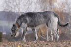 Irish Wolfhound