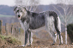 Irish Wolfhound