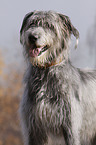 Irish Wolfhound portrait