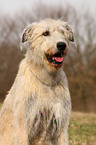 Irish Wolfhound Portrait