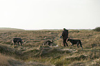 human and Irish Wolfhounds