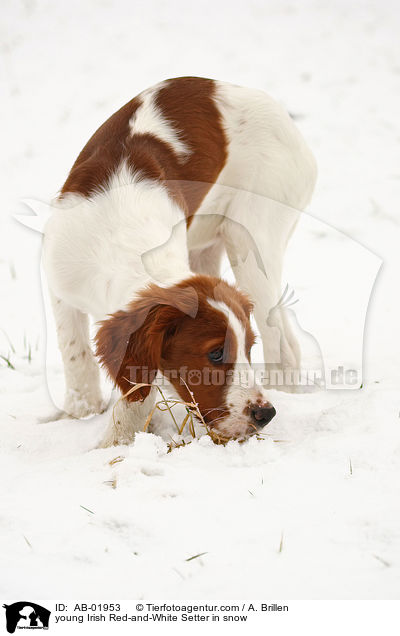 young Irish Red-and-White Setter in snow / AB-01953