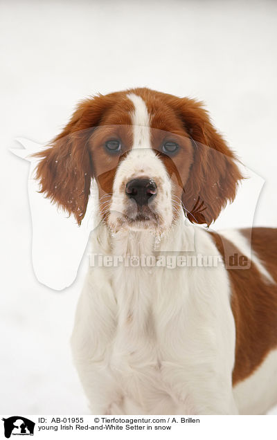 young Irish Red-and-White Setter in snow / AB-01955