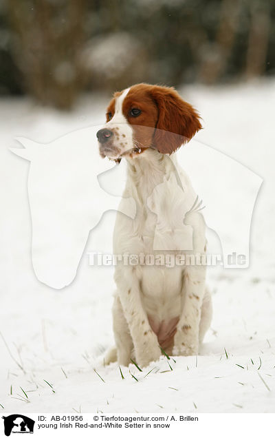 young Irish Red-and-White Setter in snow / AB-01956