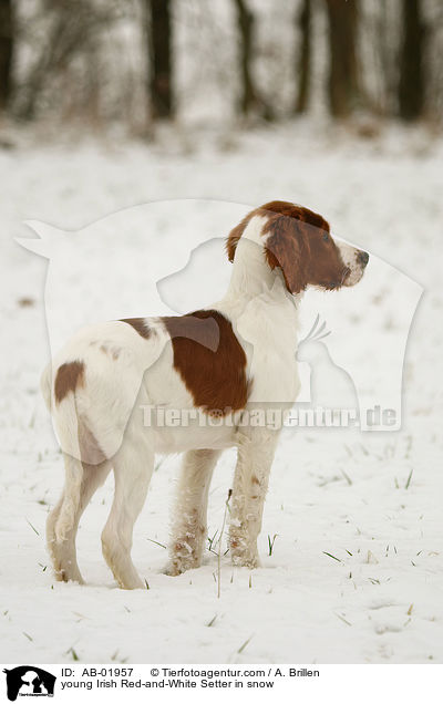 young Irish Red-and-White Setter in snow / AB-01957