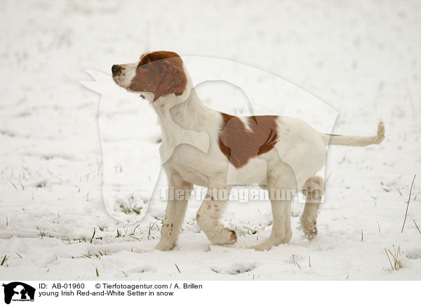 young Irish Red-and-White Setter in snow / AB-01960
