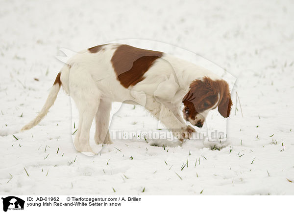 young Irish Red-and-White Setter in snow / AB-01962