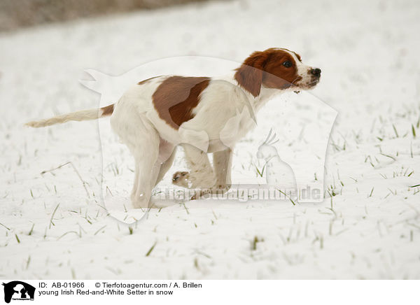 young Irish Red-and-White Setter in snow / AB-01966