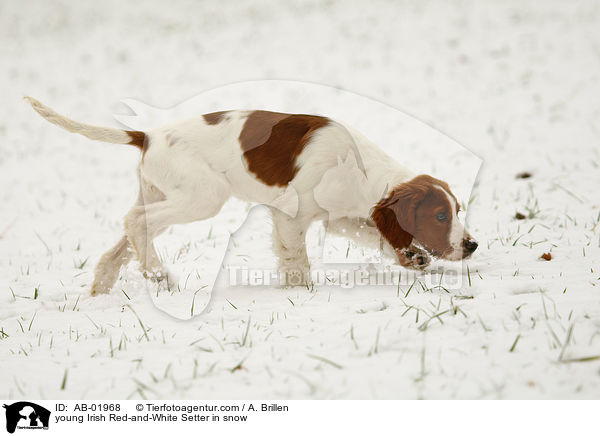 young Irish Red-and-White Setter in snow / AB-01968