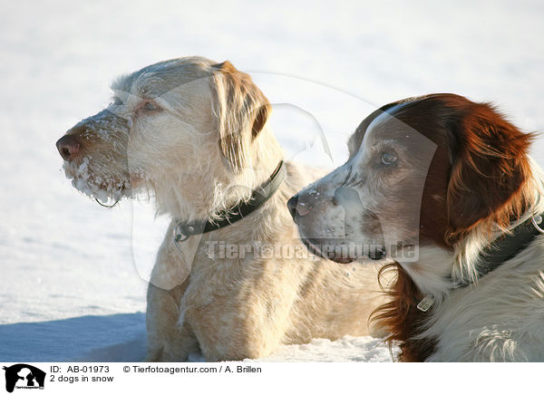 2 dogs in snow / AB-01973