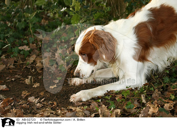 digging Irish red-and-white Setter / AB-02723
