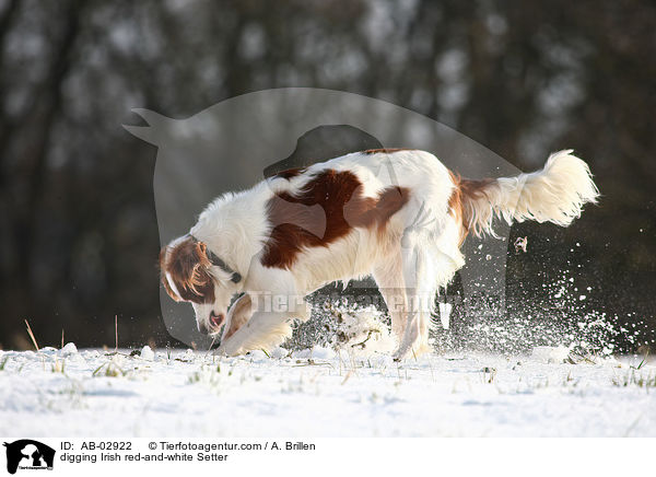 digging Irish red-and-white Setter / AB-02922