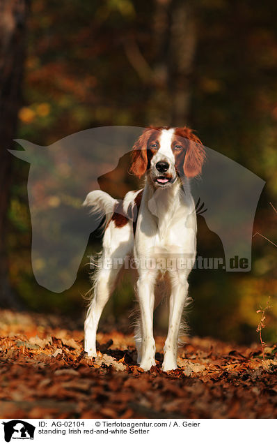 standing Irish red-and-white Setter / AG-02104