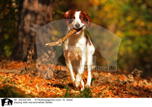 playing Irish red-and-white Setter / AG-02106