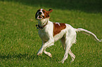 running Irish Red-and-White Setter