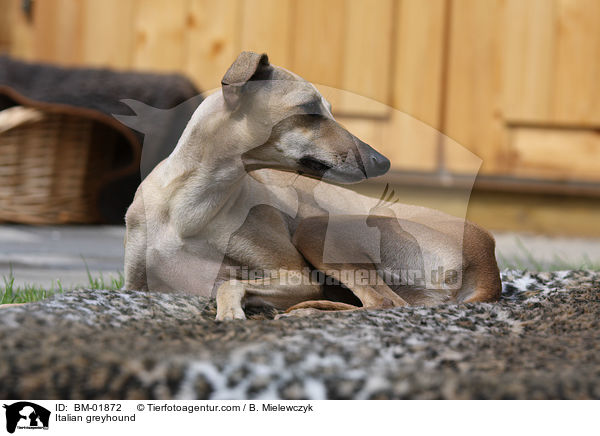 Italian greyhound / BM-01872