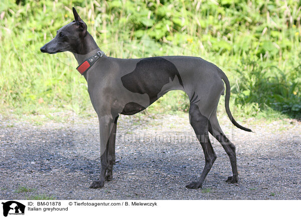 Italian greyhound / BM-01878