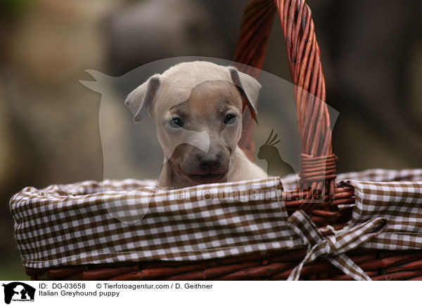 Italian Greyhound puppy / DG-03658